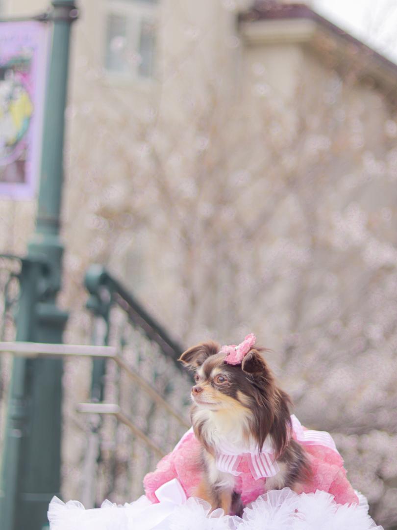 気分はタカラジェンヌ