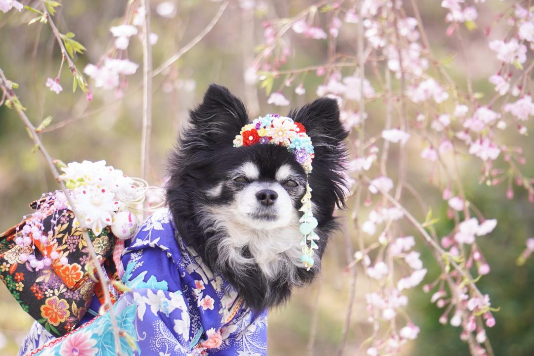 枝垂れ桜とモコ