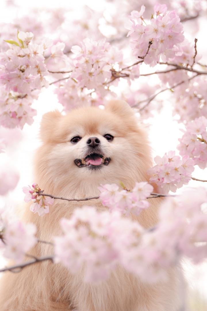 桜のフレームからこんにちは！