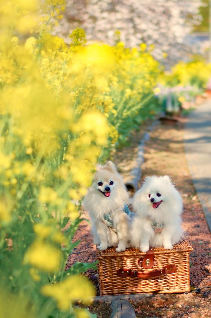 春彩のワンシーン