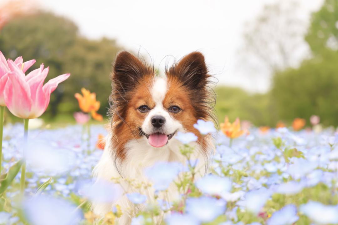 まろとチューリップ