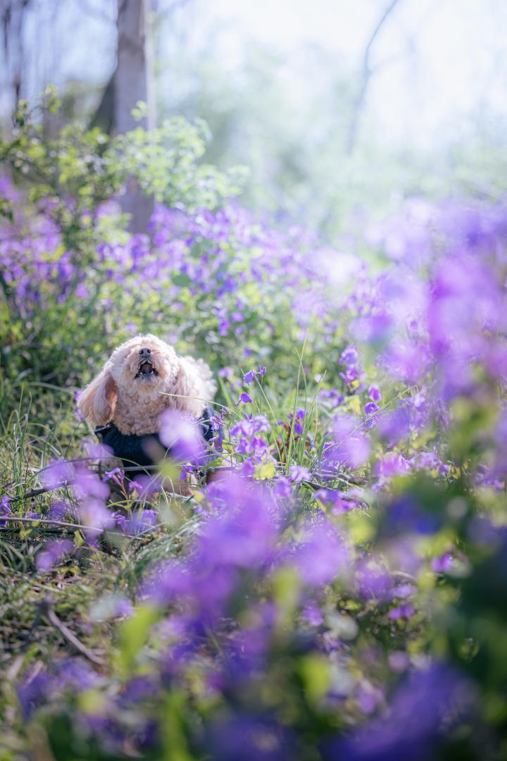 ムラサキハナナからこんにちは