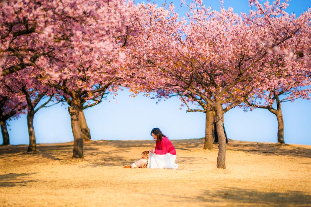 桜の丘で