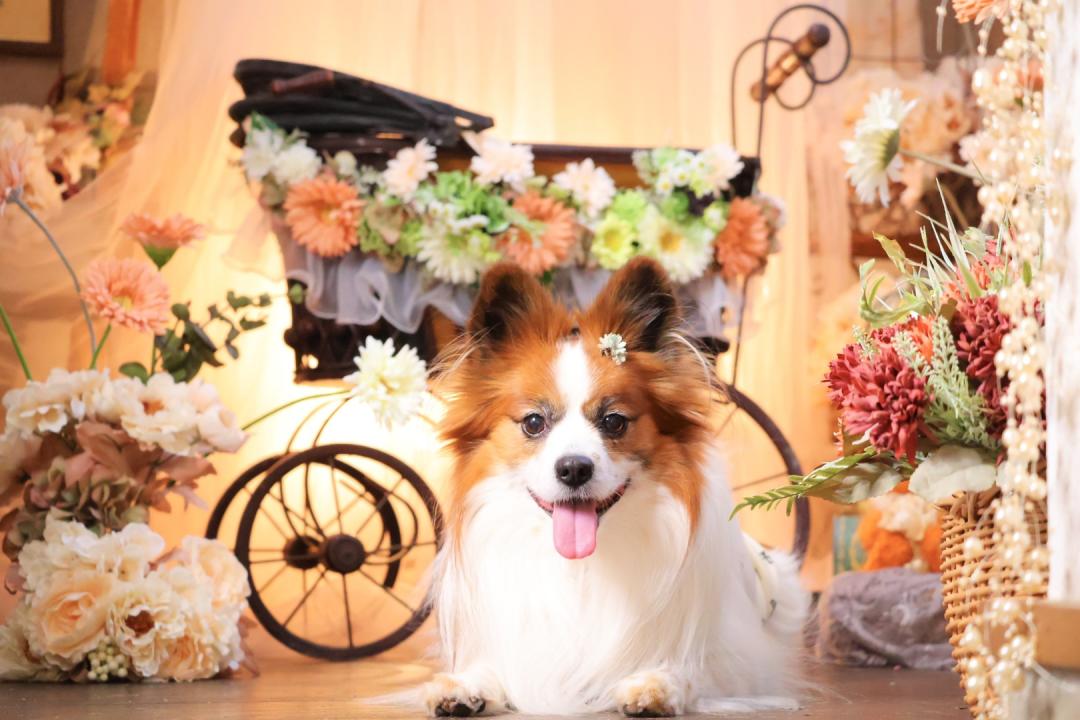 つむぎがただただ可愛い