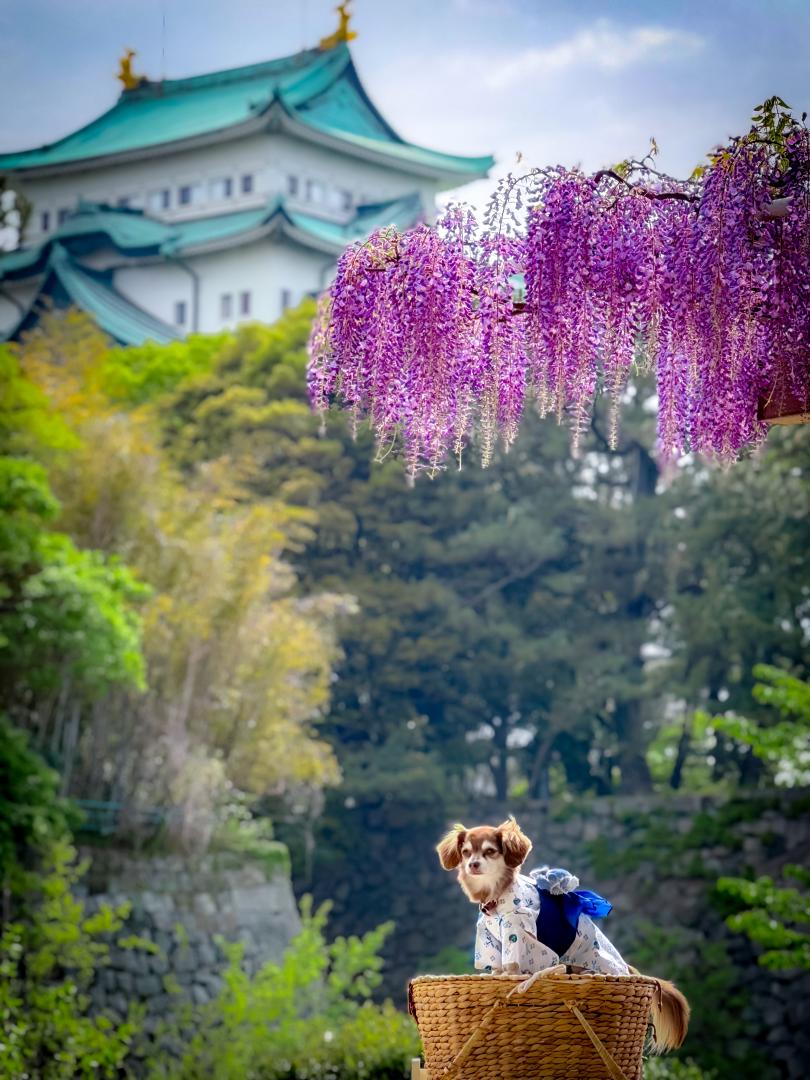 藤の花と名古屋城