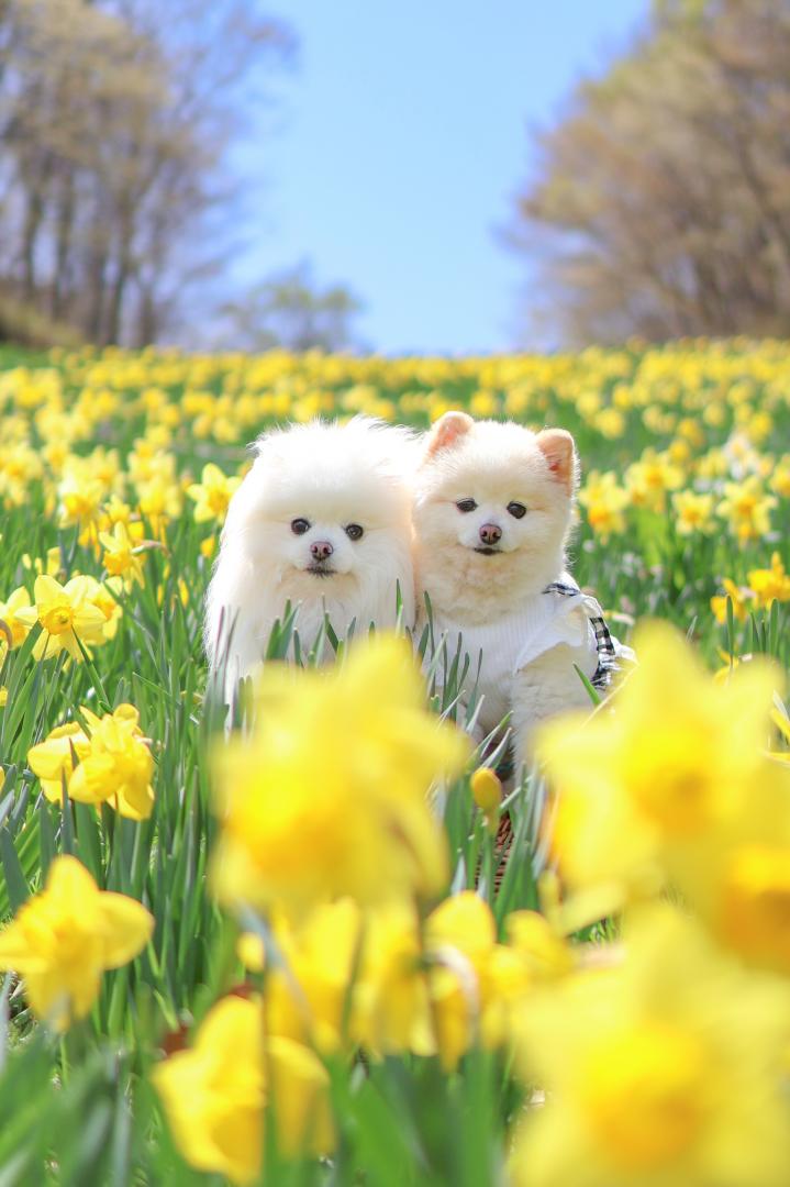 ゲレンデ一面のすいせん