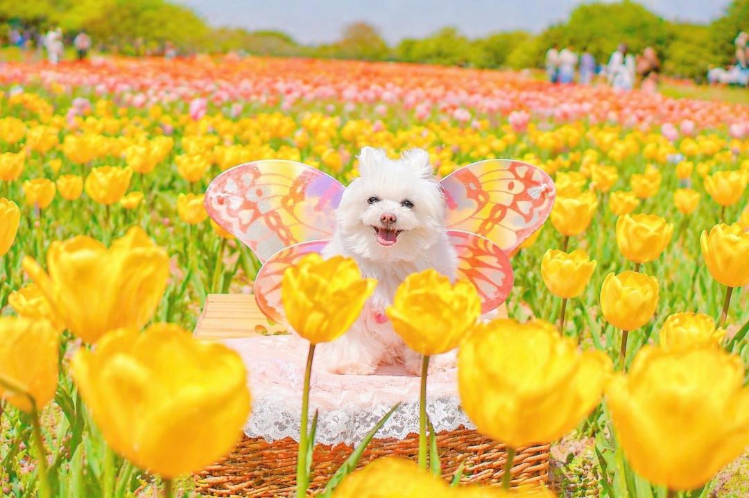 春色の妖精さん