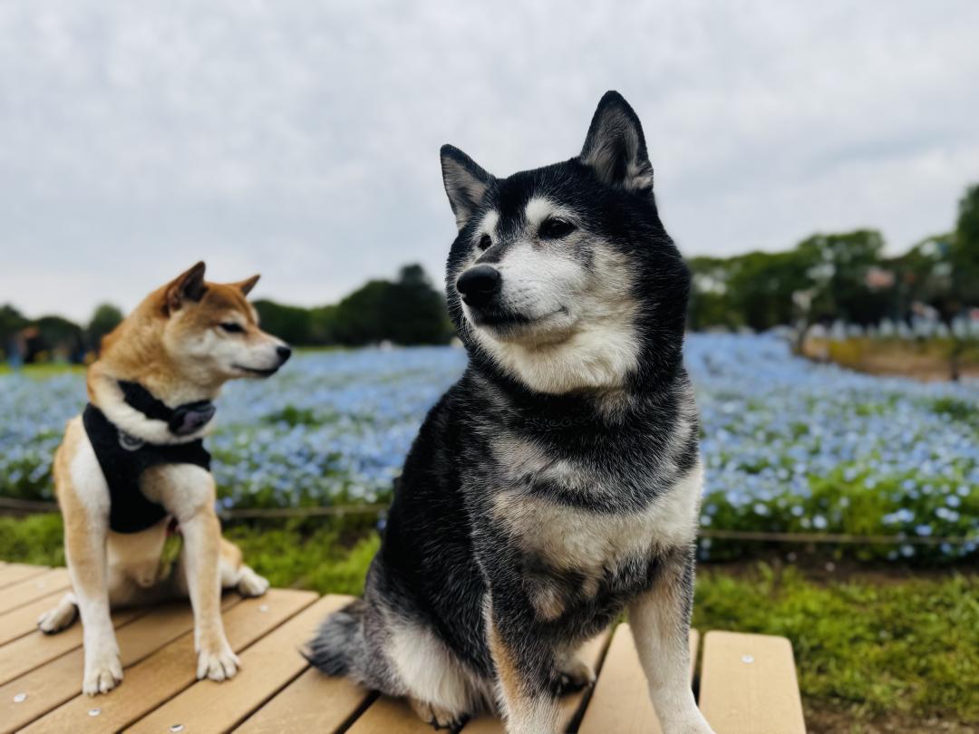 ネモフィラと柴犬。