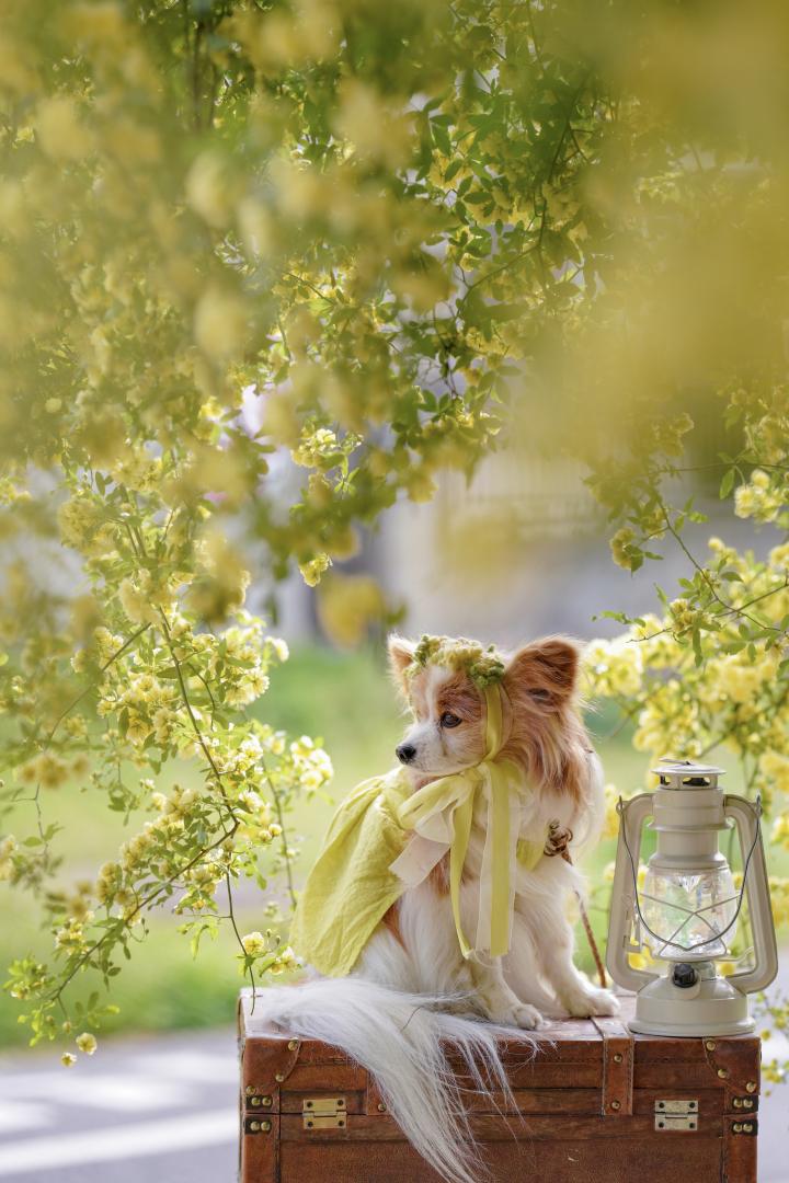 ふんわりモッコウバラ