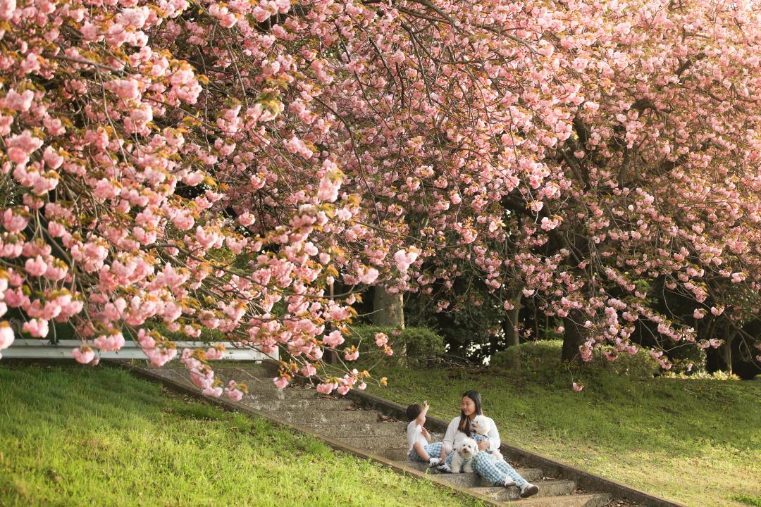 さくら餅食べたい人～！！