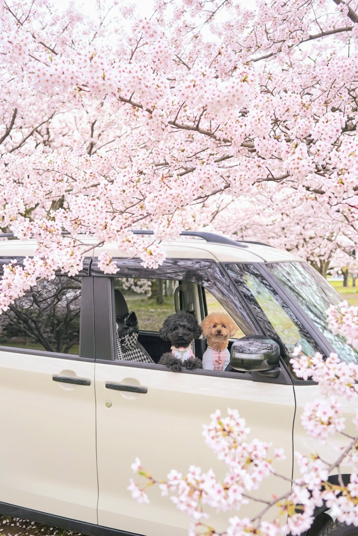 僕たちとお花見