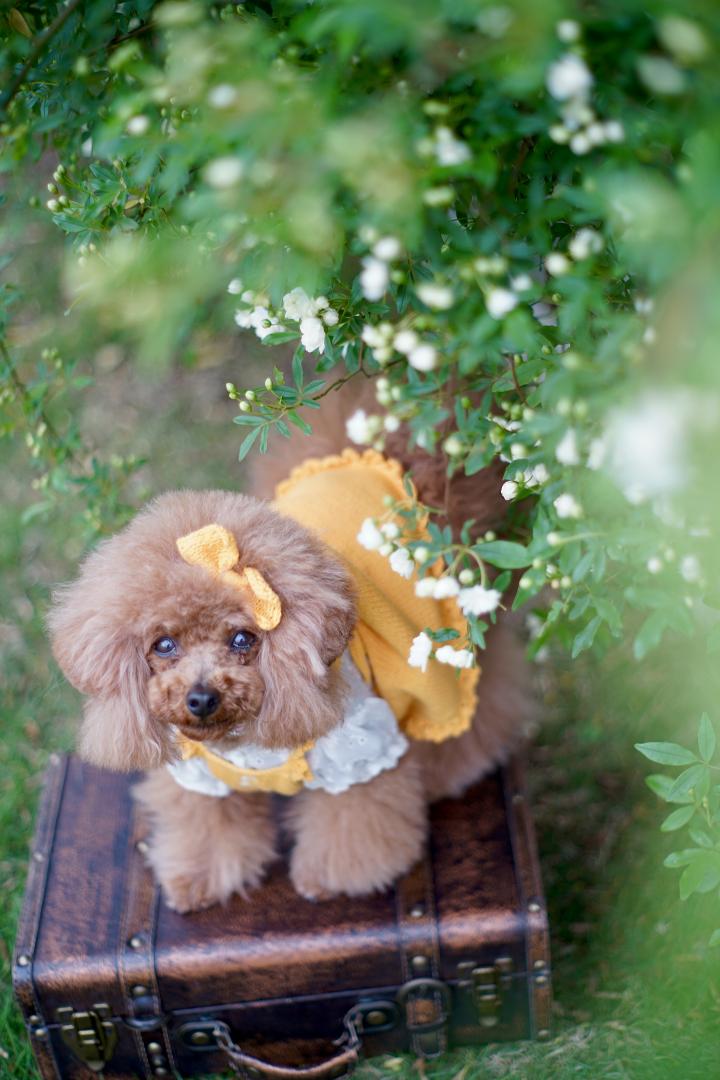 咲き始めの白いモッコウバラさんと