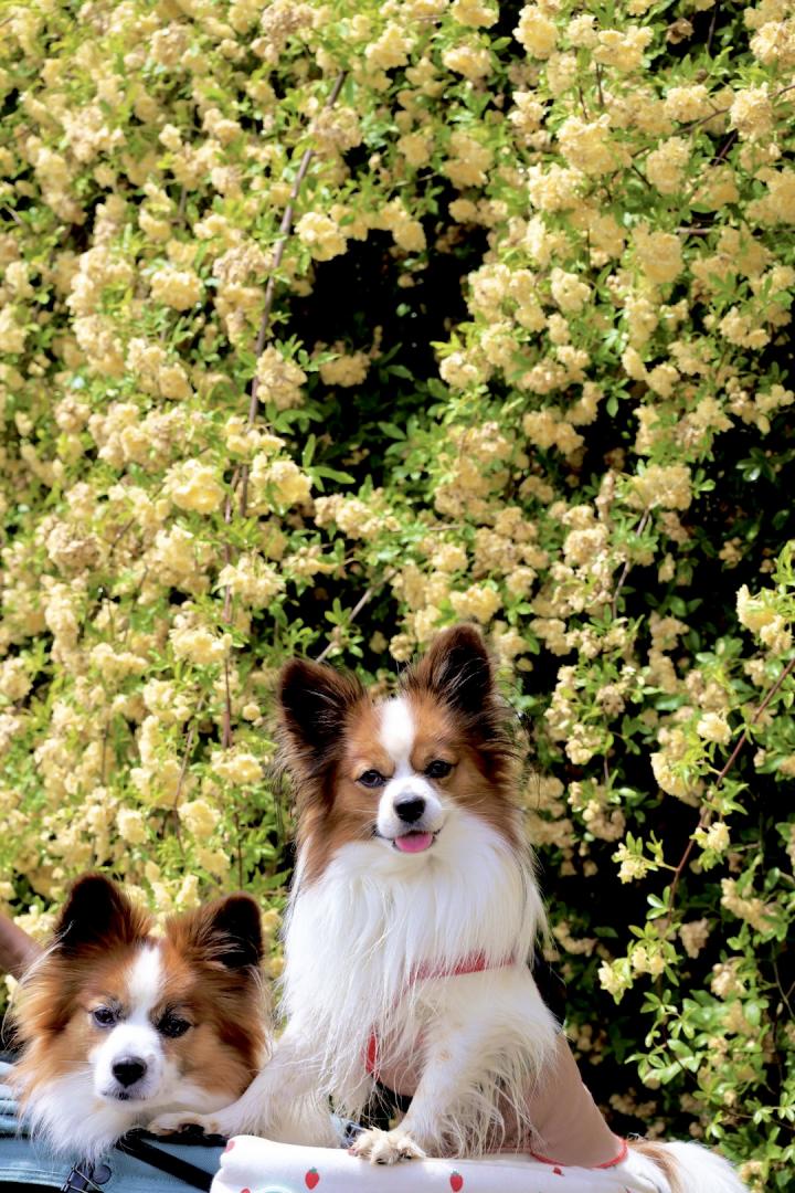 モッコウバラとつむまろ