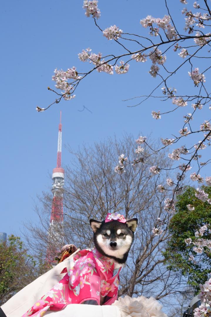 春の東京タワー