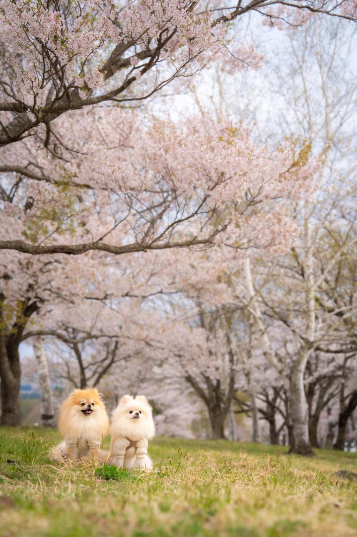 春色に包まれて