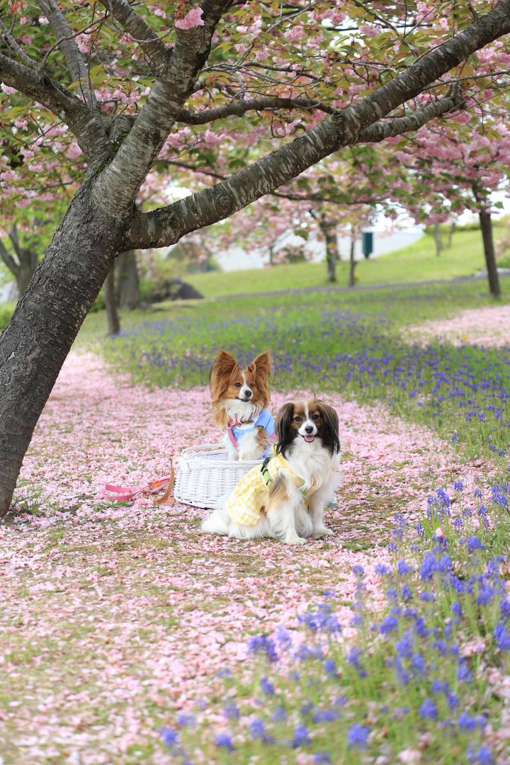 桜の川で笑顔