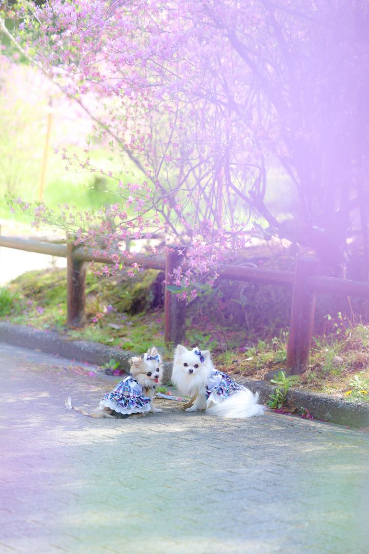 コバノミツバツツジと♡