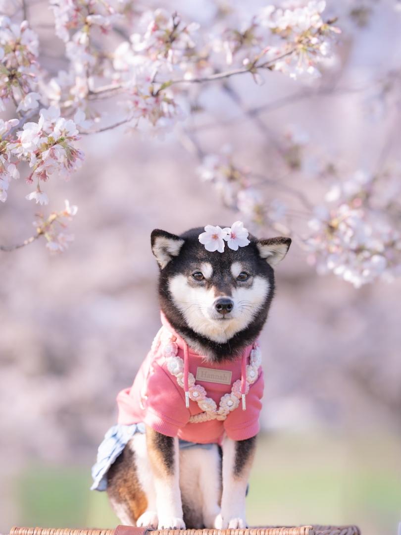 春の飾り