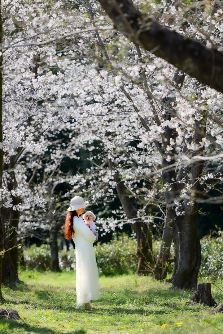 ソメイヨシノも綺麗でした。