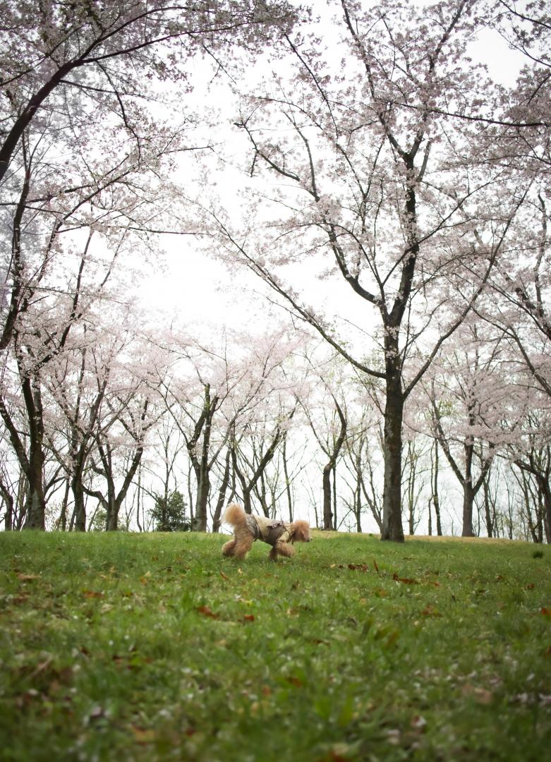 桜の丘