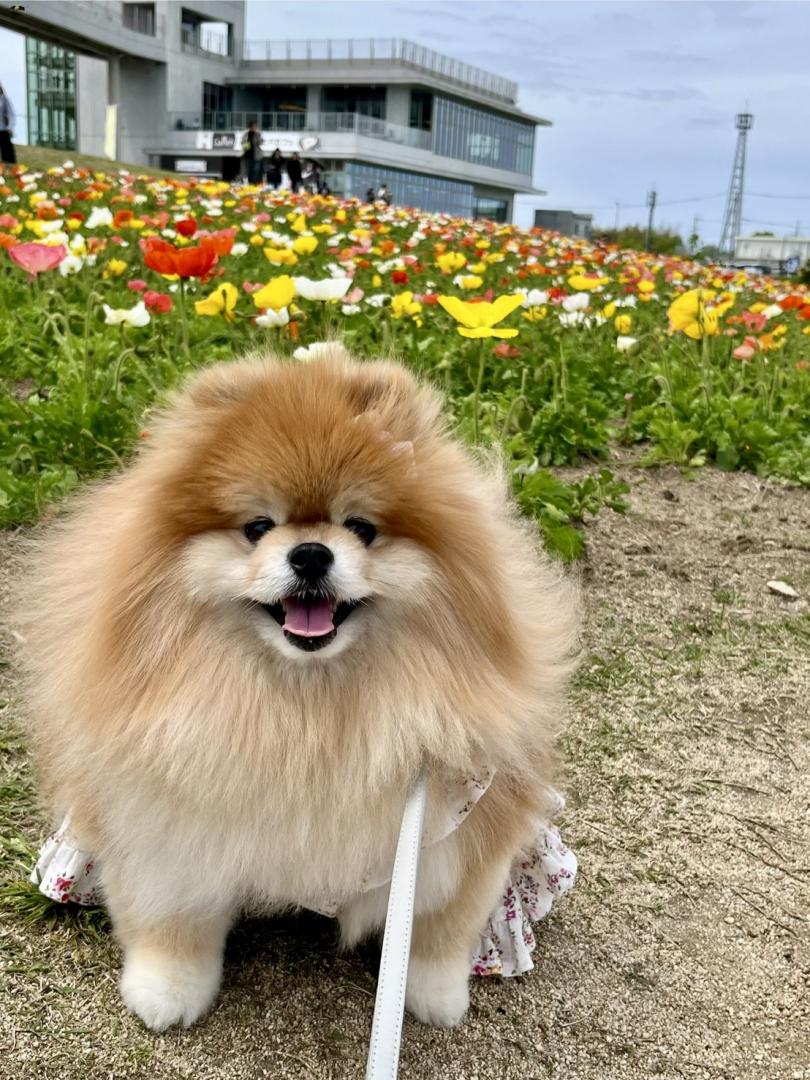 ポピー花畑とポメラニアン