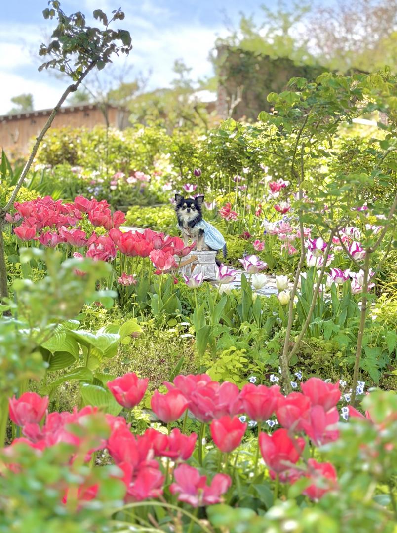 ジブリの世界に迷い込んだ様な素敵Garden