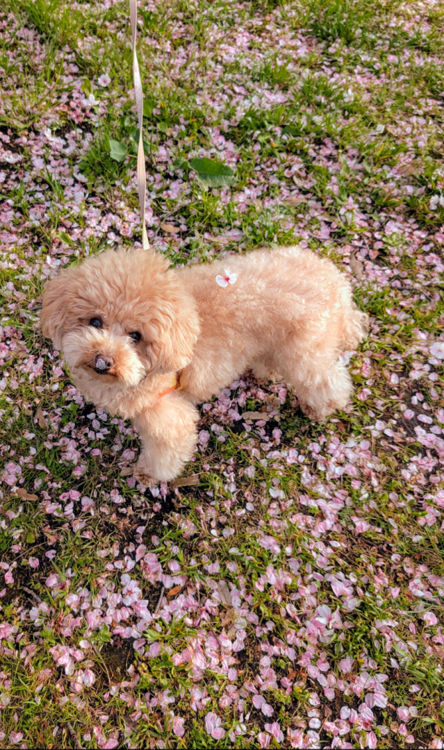 らいちゃんと桜