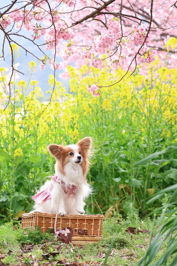 みつけた