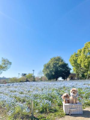 ネモフィラブルーに包まれて