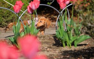 チューリップを見上げるらいちゃん