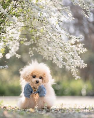 雪柳屋根とぼく