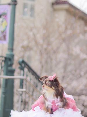 気分はタカラジェンヌ