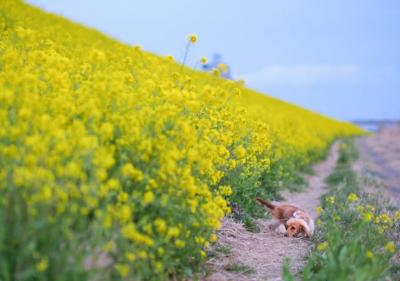 菜の花いっぱい