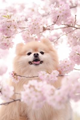 桜のフレームからこんにちは！