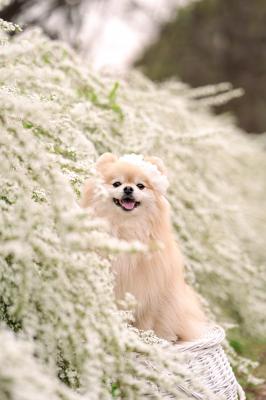 雪柳に囲まれて