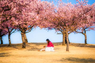 桜の丘で