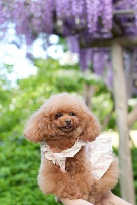 くーちゃんと藤鑑賞