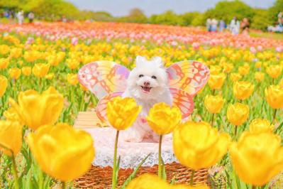 春色の妖精さん