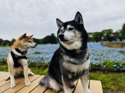 ネモフィラと柴犬。