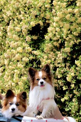 モッコウバラとつむまろ