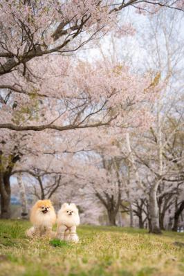 春色に包まれて