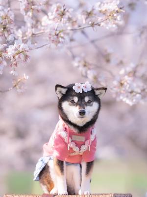 春の飾り