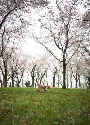 桜の丘