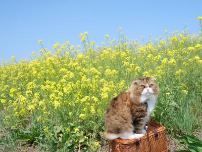 菜の花とねこ