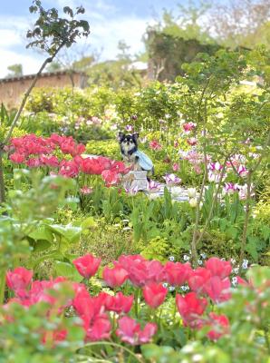 ジブリの世界に迷い込んだ様な素敵Garden