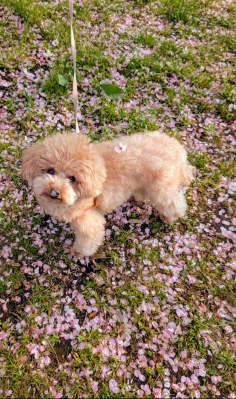 らいちゃんと桜