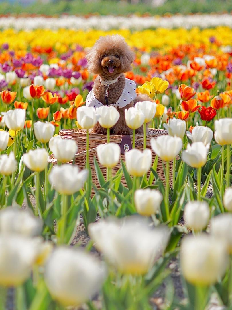 春のグラデーション