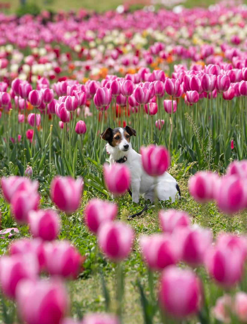 やさしい春に包まれて