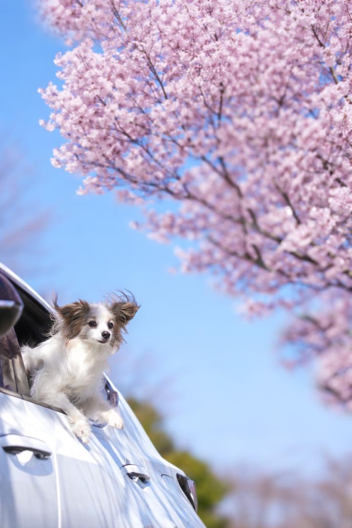 ドライブ行こう！