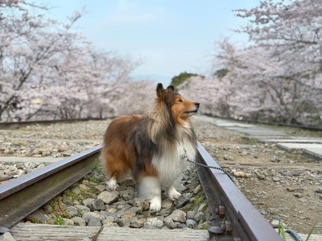 春のインクライン